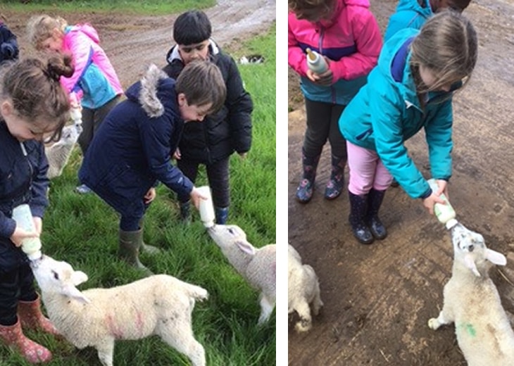 Feeding the lambs