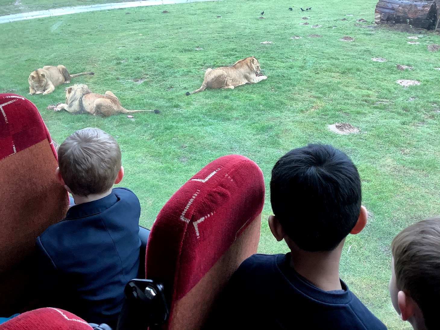 Year 2 at Woburn seeing the lions